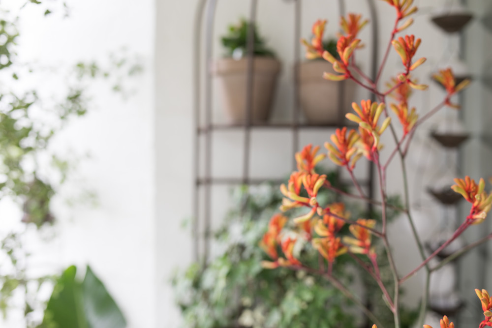 Création d'un potager urbain : comment cultiver la ville autrement